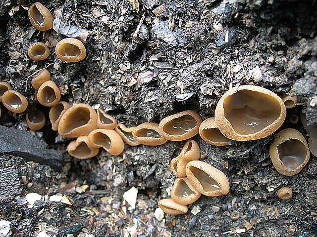 Una peziza nel sacco e altre specie primaverili